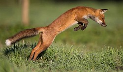Renard