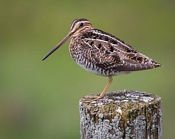 Bécasse