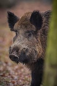 Sanglier