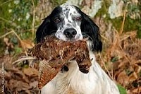 Setter Anglais