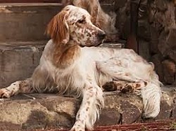 Setter Anglais