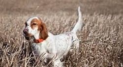 Setter Anglais