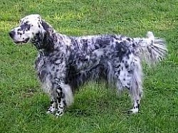 Setter Anglais