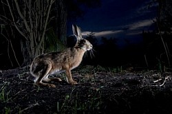 Lièvre de nuit