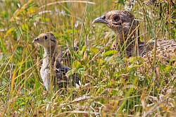 La poule faisane et sa portée de poussins