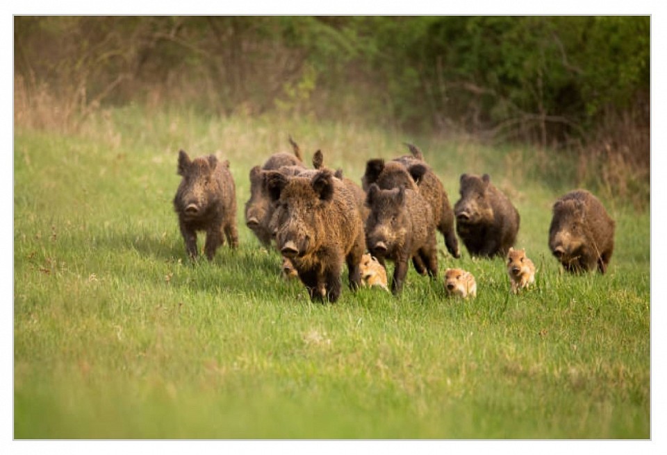 Horde de Sangliers