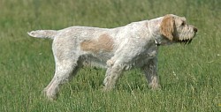 Spinone