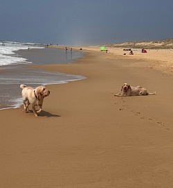 Spinone