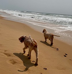Spinone