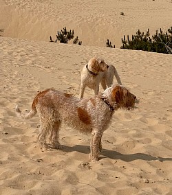 Spinone