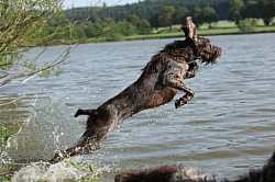 Spinone